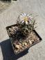 Preview: Turbinicarpus flaviflorus